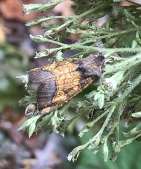 Papaipema cataphracta