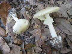 Phalloideae