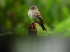 Empidonax virescens