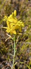 Bulbine praemorsa