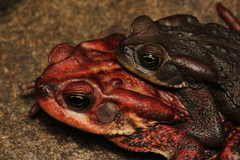 Rhinella rubescens