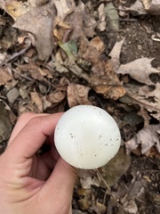 Amanita magnivelaris