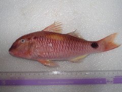 Parupeneus indicus