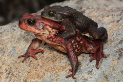 Rhinella rubescens