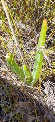 Bulbine praemorsa