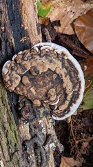 Ganoderma adspersum