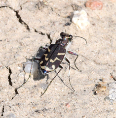 Cicindela tranquebarica