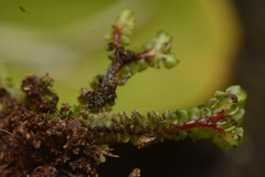 Jungermannia schusterana