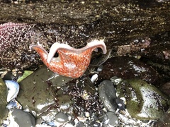 Dermasterias imbricata