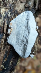 Ganoderma adspersum