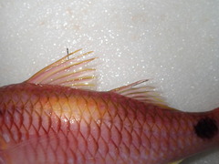 Parupeneus indicus