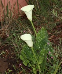 Zantedeschia albomaculata