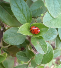 Hippodamia convergens