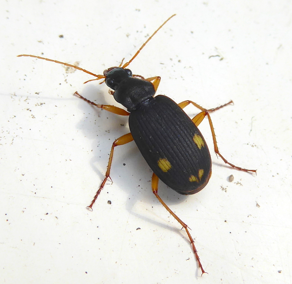 Chlaenius varians