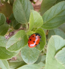 Hippodamia convergens
