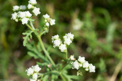 Parthenium bipinnatifidum