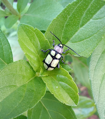 Omophoita octoguttata