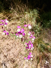 Polygala bracteolata