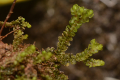 Jungermannia schusterana