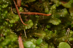 Jungermannia schusterana