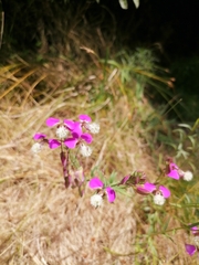 Polygala bracteolata