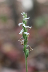 Spiranthes niklasii