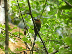 Electron platyrhynchum