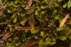 Jungermannia schusterana