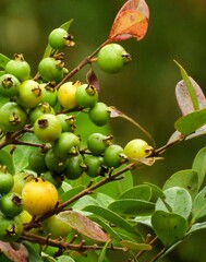 Psidium cattleyanum