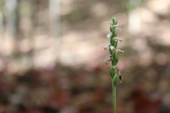 Spiranthes niklasii