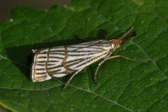 Chrysocramboides craterella