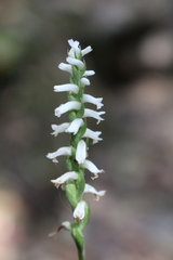 Spiranthes niklasii