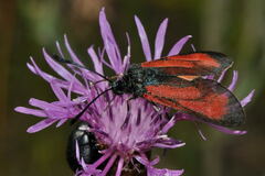 Zygaena purpuralis