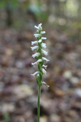 Spiranthes niklasii