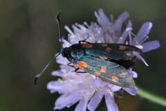 Zygaena filipendulae