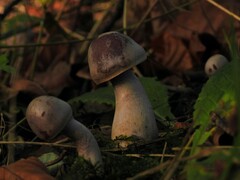 Cortinarius anomalus