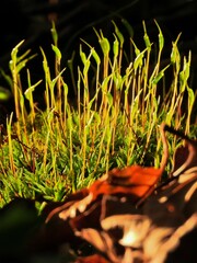 Atrichum undulatum