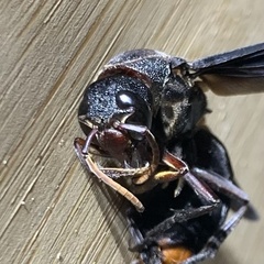 Synagris