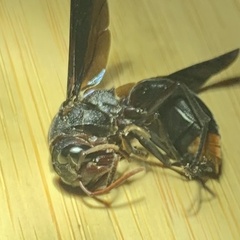 Synagris