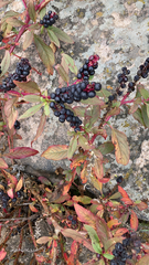 Phytolacca octandra