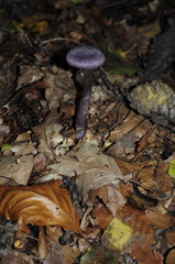 Cortinarius violaceus