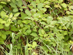 Arrhenatherum elatius