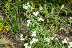 Parthenium bipinnatifidum