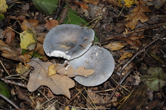 Russula