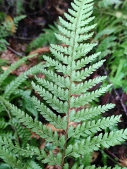 Microlepia strigosa