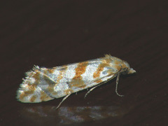 Aethes margaritana