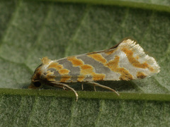 Aethes margaritana