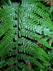 Microlepia strigosa