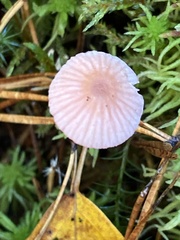 Mycena rosella
