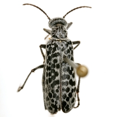Epicauta pardalis
